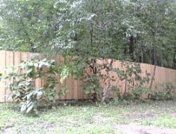 Cedar Batten Board Privacy Fence Deep Haven, Minnesota